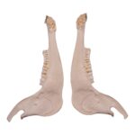 Real Gemsbok Mandible – Single