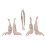 Real Blue Wildebeest Mandible – Single