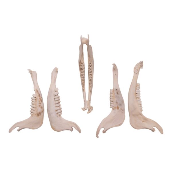 Real Blue Wildebeest Mandible – Single