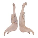 Real Blue Wildebeest Mandible – Single