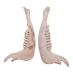 Real Blue Wildebeest Mandible – Single