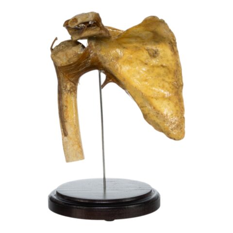 Real Human Right Shoulder Joint on Stand