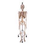 Real Human Skeleton – Articulated
