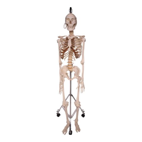 Real Human Skeleton - Articulated