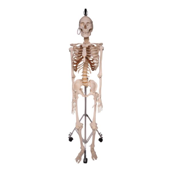 Real Human Skeleton – Articulated