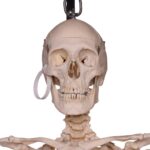 Real Human Skeleton – Articulated