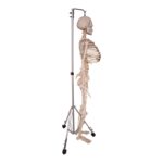 Real Human Skeleton – Articulated