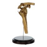 Real Human Right Shoulder Joint on Stand