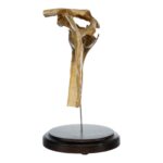 Real Human Right Shoulder Joint on Stand