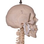 Real Human Skeleton – Articulated