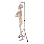 Real Human Skeleton – Articulated