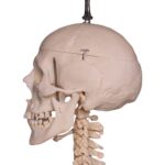 Real Human Skeleton – Articulated