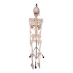 Real Human Skeleton – Articulated