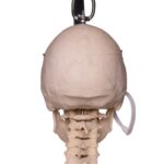 Real Human Skeleton – Articulated
