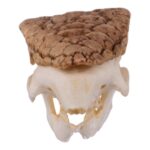 Replica Three-banded Armadillo Skull