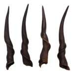 Real Eland Horn – Male (Single)