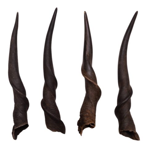 Real Eland Horn - Male (Single)