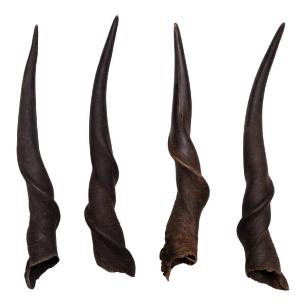 Real Eland Horn – Male (Single)