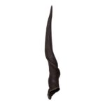 Real Eland Horn – Male (Single)