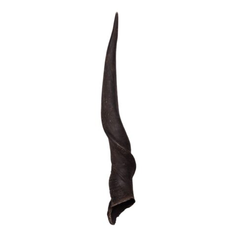 Real Eland Horn - Male (Single)
