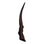 Real Eland Horn – Male (Single)