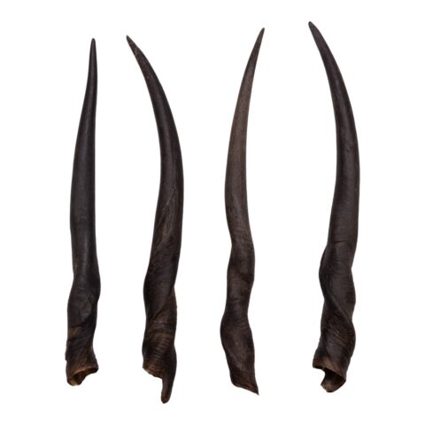 Real Eland Horn - Female (Single)