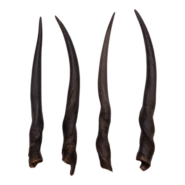 Real Eland Horn – Female (Single)