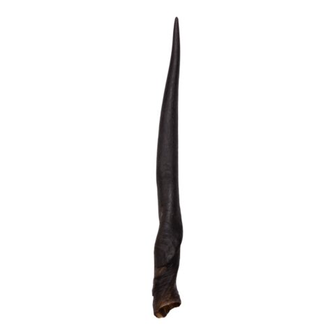 Real Eland Horn - Female (Single)