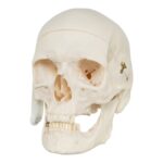 Real Research Quality Human Skull – 864 g