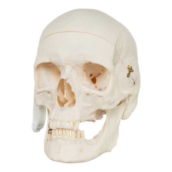 Real Research Quality Human Skull – 864 g