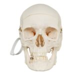 Real Research Quality Human Skull – 864 g