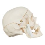 Real Research Quality Human Skull – 864 g