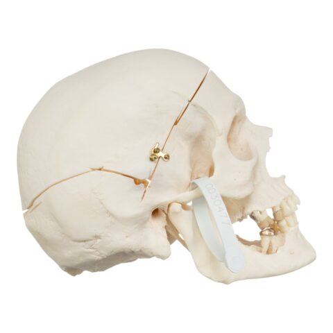 Real Research Quality Human Skull - 864 g