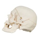 Real Research Quality Human Skull – 864 g