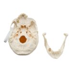 Real Research Quality Human Skull – 864 g