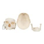 Real Research Quality Human Skull – 864 g