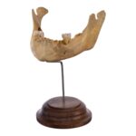 Real Human Mandible on Stand – Young