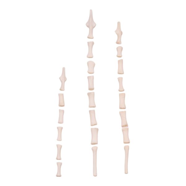 Real Domestic Cat Sternum – Disarticulated (Single)
