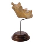 Real Human Mandible on Stand – Young