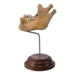 Real Human Mandible on Stand – Young