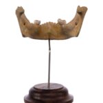 Real Human Mandible on Stand – Young