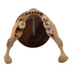 Real Human Mandible on Stand – Young