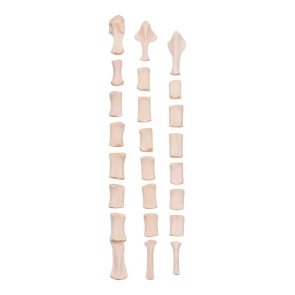 Real Domestic Dog Sternum – Disarticulated (Single)