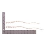 Real Domestic Cat Tail – Disarticulated (Single)