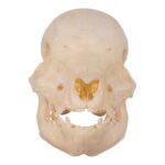 Real Domestic Pig Skull – Juvenile
