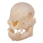 Real Domestic Pig Skull – Juvenile