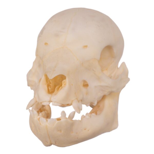 Real Domestic Pig Skull – Juvenile