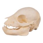 Real Domestic Pig Skull – Juvenile