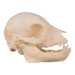 Real Domestic Pig Skull – Juvenile