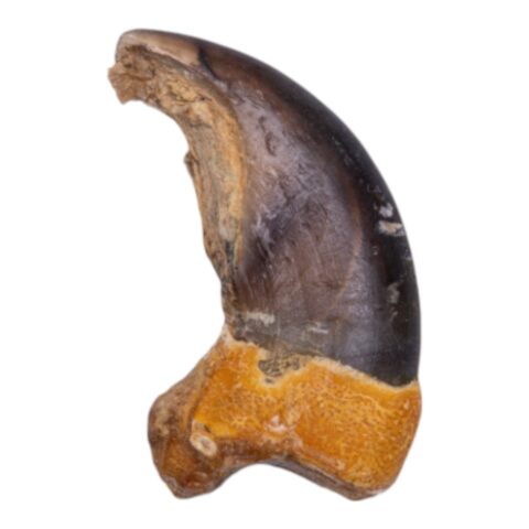 Real Grizzly Bear Back Claw